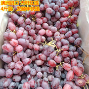 进口无籽红提新鲜红提子鲜果当季孕妇水果4斤装广东省内
