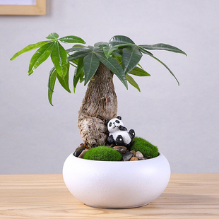 发财树懒人创意盆栽植物桌面小盆景陶瓷室内花卉好养办公室绿植