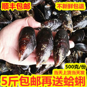 海鲜鲜活青口贝新鲜大青口，大海虹淡菜海捕，青口贝贻贝海鲜水产烧烤