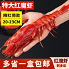 红魔虾新鲜超大刺身级特大深海虾冷冻生腌甜虾海鲜水产食材料理
