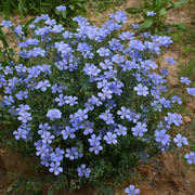 蓝花亚麻种子多年生景观园林绿化观花种子鲜花园艺四季播种
