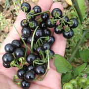 农家野生龙葵种子黑星星天天草种孑幽幽小燕悠白花菜四季水果种籽