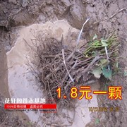 葡萄苗果树树苗盆栽地栽爬藤庭院南方北方种植苗当年结果葡萄树苗