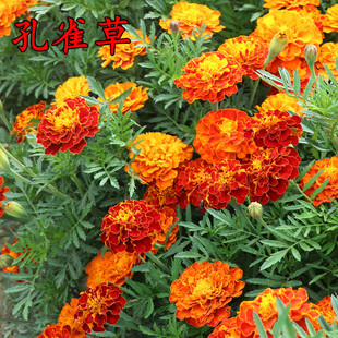 孔雀草种子混色四季易活复色小万寿菊花籽观赏阳台盆栽室外花种子