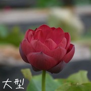 东方红 萌宝荷花苑真大型中型小荷花碗莲睡莲种子藕水生植物花卉