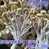 24年新货白茶树菇干货不开伞香嫩农家自产江西广昌茶薪菇散装250g