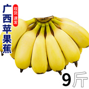 纯香果 广西苹果蕉应季水果自然熟香蕉新鲜9斤装整箱芭蕉水果