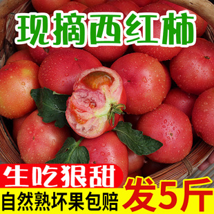 正宗露天水果西红柿9斤新鲜农家番茄当季生吃蔬菜普罗旺斯自然熟