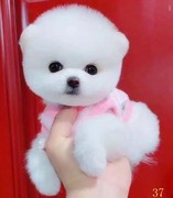 岳阳博美幼犬纯种长不大茶杯犬，黄白色小体型宠物狗球形俊介犬