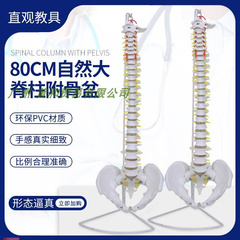 人体脊柱模型h1 1成人医学正骨练习骨骼模型颈椎腰椎脊椎骨架模
