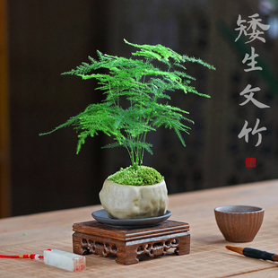 文竹创意小盆栽迷你盆景室内桌面常绿植物办公室书房茶台绿植花卉