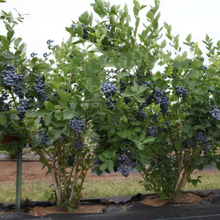蓝莓树果苗带花带果盆栽地栽阳台果树苗南北方，种植当年结果蓝莓苗