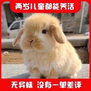 网红宠物兔子霜白垂耳兔活物白色侏儒兔长不大适合小孩子养的宠物