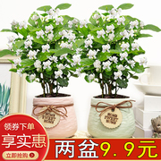 茉莉花盆栽绿植花卉室内客厅，花苞芳香四季九里香好养活开花植物