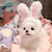 宠物猫咪狗狗立耳小白兔，帽子白色兔耳朵，造型帽子可爱卖萌拍照头饰