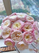 凯拉  奥斯汀切花玫瑰 月季花苗 白色粉边颜色因日照变化带土