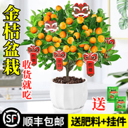 四季金桔树苗盆栽带果客厅，招财植物室内花卉，绿植小橘子盆景年宵花