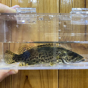 鳜鱼斑鳜老虎鳜观赏鱼淡水鱼冷水鱼凶猛肉食鱼