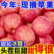 正宗陕西洛川苹果水果新鲜当季整箱红富士冰糖心特级脆甜10斤