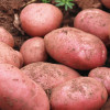 云南新鲜土豆10斤马铃薯农产品红皮洋芋大号土豆（鹅蛋大小10斤）