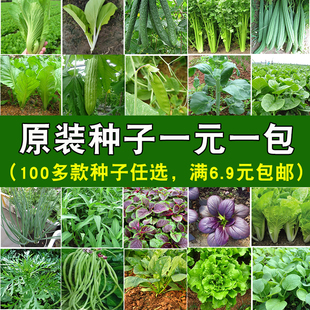 四季播蔬菜种子大全黄丝南西瓜，生菜辣椒番茄空心白豆角(白豆角)生草莓籽孑