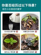 免稀释植物营养液通用型盆栽肥料室内绿植发财树养花卉叶面喷施肥