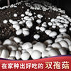 双孢菇蘑菇种植包家庭(包家庭)菌棒阳台种白蘑菇袋，盆栽多肉菇好吃食用菌