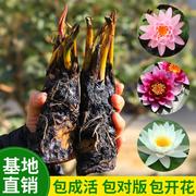 大睡莲睡莲根块池塘水池水培植物水生根块大睡莲花根茎包成活