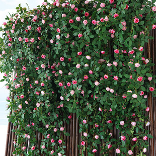 仿真玫瑰花藤条塑料假花藤蔓，植物空调管道，装饰花遮挡摆设吊顶墙面