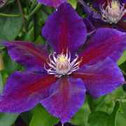 伟伟园艺 铁线莲朱卡 天鹅绒深紫红色花瓣花量大攀援植物庭院花园