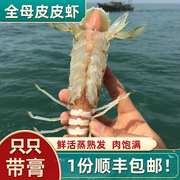 全母带膏皮皮虾新鲜濑尿虾超大带籽新鲜虾爬子海鲜水产蒸熟