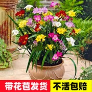 香雪兰盆栽带花苞重瓣郁金香小苍兰室内四季开花卉易活植物