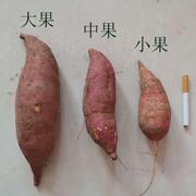 河南省农家自种西瓜红新鲜现挖板栗蜜薯沙地红心红薯5斤带箱