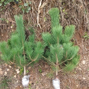 绿化苗木松树黑松小苗庭院黑松苗黑松树苗四季常青盆景植物松树苗