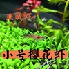 小红橙蓝樱花虾观赏虾 活体亚成虾 鱼缸清洁虾  公母随机