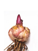 花香门第荷兰进口香水百合花种球伊莎贝拉百合种球 带芽对版