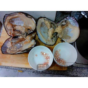 鲜活珍珠母蚌海螺贝壳，海星diy手工自己开可以取珍珠