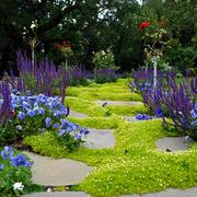 爱尔兰珍珠草盆栽多年生耐寒低矮地被植物花园，花镜优秀铺地花卉