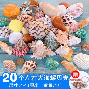 天然贝壳海螺鱼缸造景装饰小摆件水族箱布景套装龟缸底砂装饰品