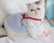 猫咪衣服可爱公主裙 仙女蕾丝连衣裙飞袖 春夏薄款宠物狗英短纱裙