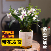 带花苞出售紫云石斛兰花苗，泼墨盆栽绿植物，桌面好养花卉净化空气