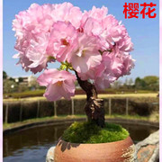 禅意日本进口旭山樱花，原生十月樱花微型盆景实物老桩绿植室内开花