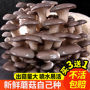 蘑菇种植包平菇(包平菇，)香菇菌包家种食用菌磨菇儿童自种家庭种子