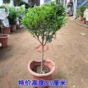 清香型驱蚊植物胡椒木盆栽办公室内桌面绿植带香味驱虫花卉清香