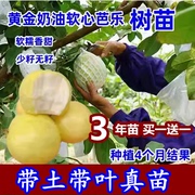 奶油芭乐番石榴嫁接果树苗，台湾红心西瓜芭乐树苗，盆栽地栽当年结果