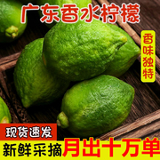 畅销第一广东香水柠檬新鲜一级青当季水，果香柠檬奶茶店专用