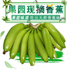 香蕉新鲜成串现摘大香蕉水果生banana青皮10斤山地自然熟软糯香