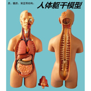 初中生物心脏模型人体，解剖模型儿童玩具，人体器官模型结构躯干构造