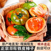 铁皮草莓柿子西红柿新鲜自然熟孕妇儿童，生吃酸甜多汁水果农家番茄