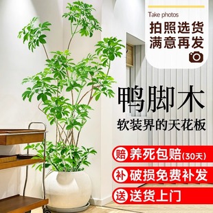 鸭脚木客厅大型植物盆栽树苗，室内落地绿植，八方来财造型办公室植物